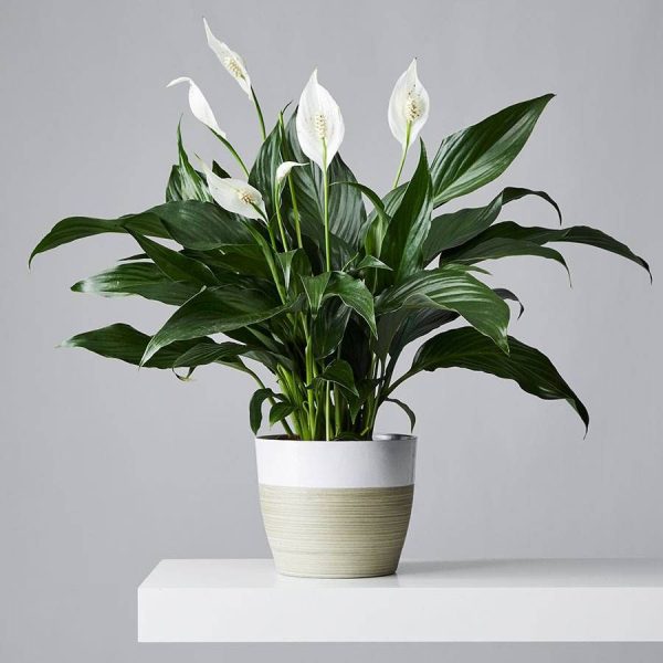 Citrus Orange & Lemon Blossom Bouquet - Image 2