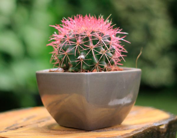 Blooming Delight - Image 3