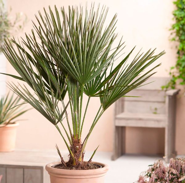 Tropical Orchid & Bamboo Vase - Image 4