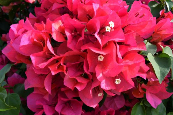 Vibrant Tulip & Narcissus Bouquet