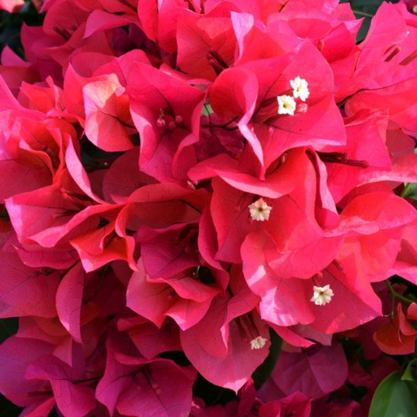 Vibrant Tulip & Narcissus Bouquet